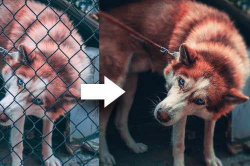 Remove Fence with 3 Simple Steps in Photoshop!