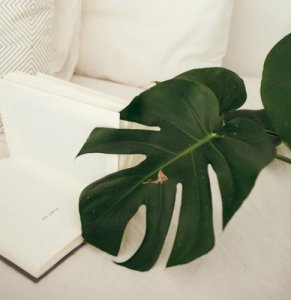 Vastu plants for your house